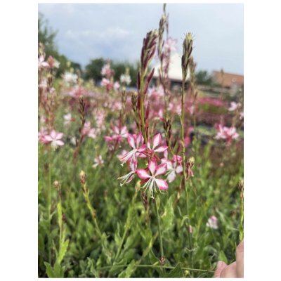 Gaura lindheimeri ROSY JANE - svíčkovec – Zbozi.Blesk.cz