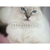 Tapety WEBLUX Samolepka fólie 4 month old ragdoll kitten in colour - 25561963 4 měsíce staré ragdoll kotě v barvě rozměry 270 x 200 cm