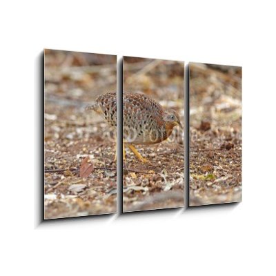 Obraz 3D třídílný - 105 x 70 cm - Yellow-legged Buttonquail Turnix tanki Male Cute Birds of Thailand Žlutý – Zbozi.Blesk.cz