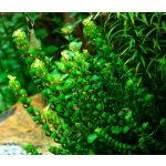 Rotala sp. Pearl – Hledejceny.cz