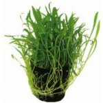 Lilaeopsis novea zelandia - Liliovníček novozélandský – Zboží Dáma