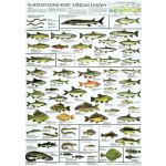 Plakát - Sladkovodní ryby střední Evropy – Hledejceny.cz