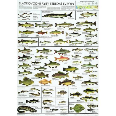 Plakát - Sladkovodní ryby střední Evropy – Hledejceny.cz