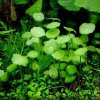 Akvarijní rostlina I--Z Hydrocotyle verticillata - Pupečník přeslenitý