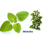 Sedmikráska bylinný sirup Meduňka 0,5 l – Hledejceny.cz