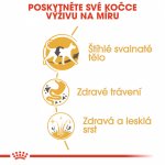Royal Canin Siamese Adult 2 kg – Hledejceny.cz