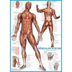 EuroGraphics Svalová soustava The Muscular System 1000 dílků – Hledejceny.cz