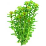 Rotala indica - Kolovka indická – Hledejceny.cz