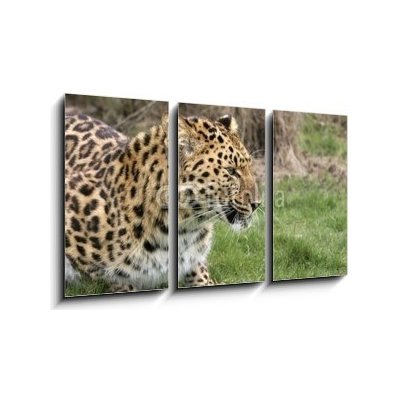 Obraz 3D třídílný - 90 x 50 cm - leopard leopard dobrý kočka