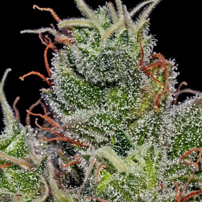 Positronics Supercheese Auto semena neobsahují THC 1 ks – Sleviste.cz