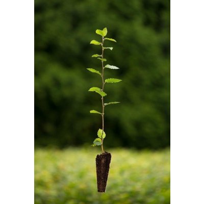 GREENBOSS FLOWER Habr obecný QP 60 (26-50) Velikost: 51 až 80 cm – Zboží Dáma