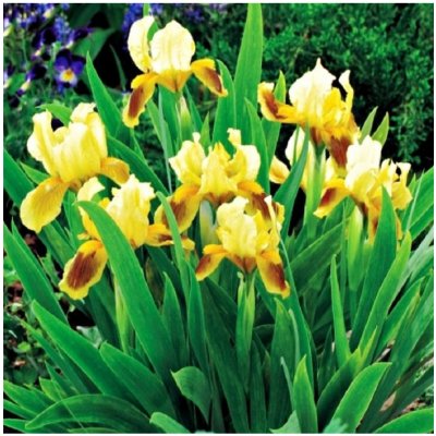 Kosatec Ritz - Iris pumila - prodej cibulovin - 1 ks – Sleviste.cz