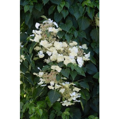 Hydrangea anomala petiolaris Prodejní velikost: 040/060, Velikost hrnku: 2 l – Zboží Mobilmania