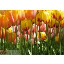 AG design FTS-0045 Papírová fototapeta Tulip big rozměry 360 x 254 cm