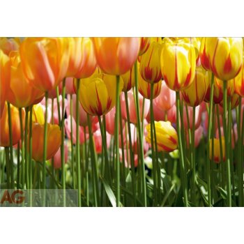 AG design FTS-0045 Papírová fototapeta Tulip big rozměry 360 x 254 cm