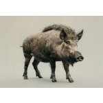 Pohlednice Prase – Zboží Mobilmania