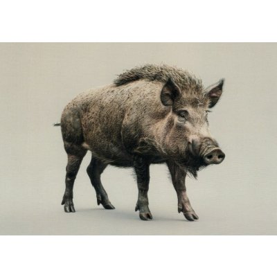 Pohlednice Prase – Zboží Mobilmania