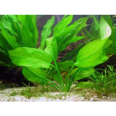 Echinodorus horizontalis - Šípatkovec horizontální – Sleviste.cz