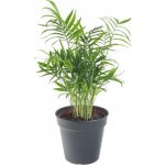 Palma horská, Chamaedorea elegans, průměr květináče 12 cm – Zboží Dáma
