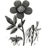 FromNature Pivoňka květ řezaný 50 g – Zboží Dáma