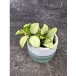 Hoya Heuschkeliana mini – Hledejceny.cz