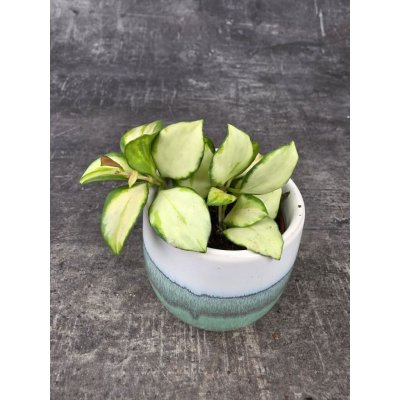 Hoya Heuschkeliana mini – Hledejceny.cz