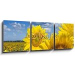 Obraz s hodinami 3D třídílný - 150 x 50 cm - Some yellow sunflowers against a wide field and the blue sky Některé žluté slunečnice proti širokému poli a modré obloze