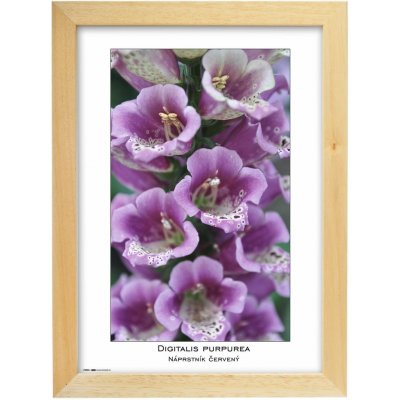 TRADAG Natura 21 x 29,7 - A4 přírodní – Zboží Živě