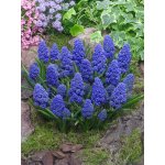 Modřenec 'Muscari Blue Spike' 10 ks – Zboží Dáma
