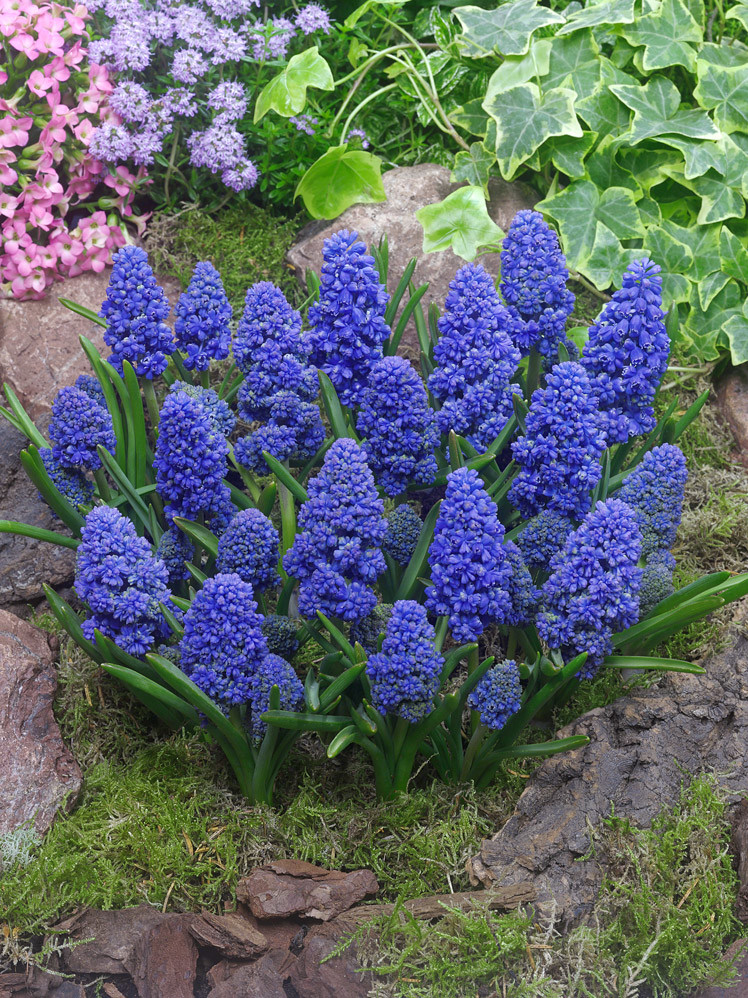 Modřenec \'Muscari Blue Spike\' 10 ks