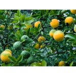 Poncirus trifoliata Prodejní velikost: 050/080, Velikost hrnku: 12 l – Zboží Dáma