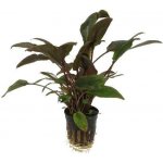 Cryptocoryne wendtii Brown – Zboží Dáma