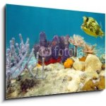 Obraz 1D - 100 x 70 cm - Colorful underwater marine life seabed Barevné podvodní mořské dno mořského života – Zboží Mobilmania