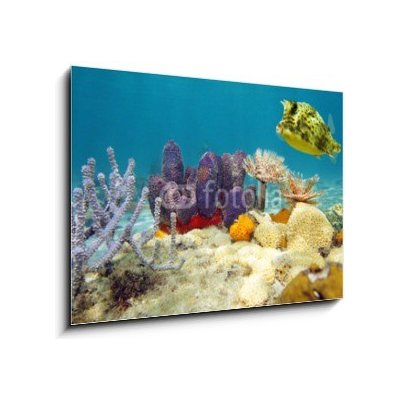 Obraz 1D - 100 x 70 cm - Colorful underwater marine life seabed Barevné podvodní mořské dno mořského života – Zboží Mobilmania
