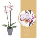 Orchidej Můrovec, Phalaenopsis Denver, 2 výhony, bílo - fialová – Hledejceny.cz