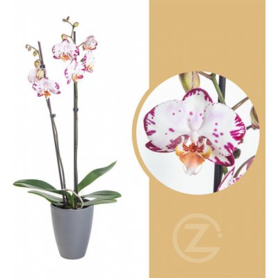 Orchidej Můrovec, Phalaenopsis Denver, 2 výhony, bílo - fialová – Hledejceny.cz