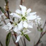 Muchovník Lamarckův Ballerina kmínek 150cm, květináč 15 litrů – Zboží Dáma