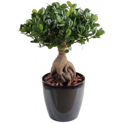 Luxusní umělý strom PANDA GINSENG BONSAI, 60cm – Zboží Mobilmania