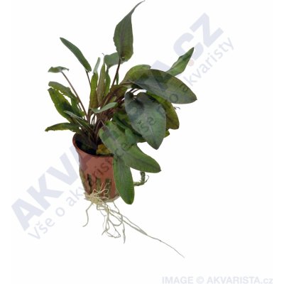Cryptocoryne wendtii Tropica – Sleviste.cz