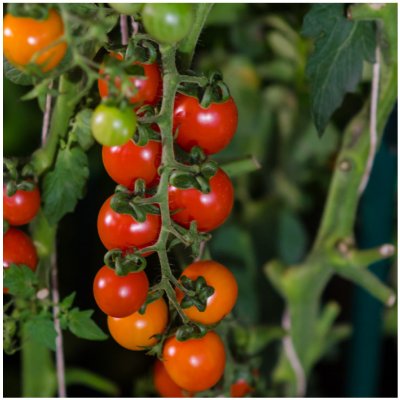 Rajče Sweetie - Solanum lycopersicum - semena - 6 ks