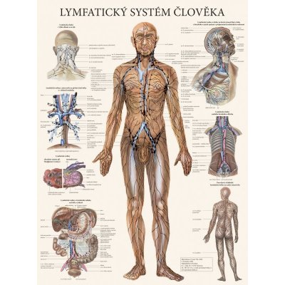 Plakát Lymfatický systém člověka 63x47cm – Zboží Dáma