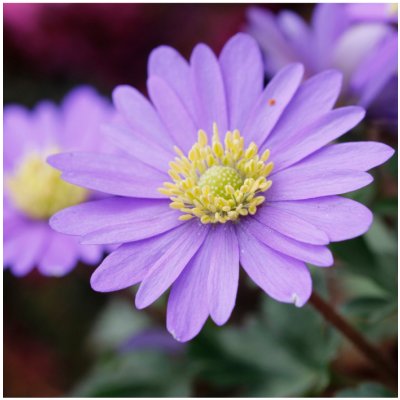 Sasanka vábná Violet Star - Anemone blanda - hlízy sasanky - 3 ks – Zbozi.Blesk.cz