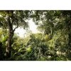 Tapety Komar Vliesová fototapeta Djungle rozměry 350 x 250 cm