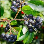 Černý jeřáb - Aronia melanocarpa - semena - 7 ks – Sleviste.cz