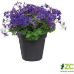 Elho Green Basics Květináč living black 15 cm – Sleviste.cz