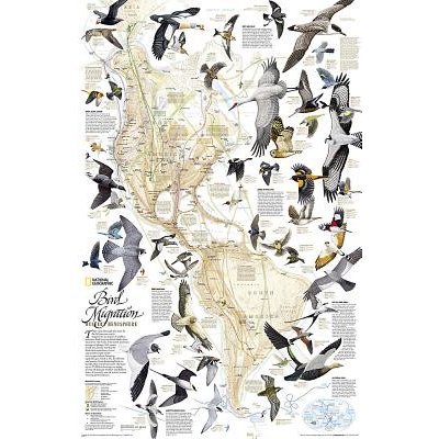 Bird Migration, Western Hemisphere, Tubed - Wall Maps History & Nature Maps National GeographicSheet map, rolled – Hledejceny.cz