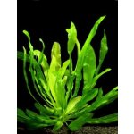 Echinodorus horemanii green - Šípatkovec horemanii green – Hledejceny.cz