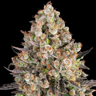 Barney's Farm OG Kush semena neobsahují THC 3 ks – Hledejceny.cz