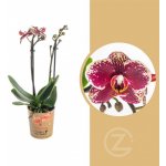 Orchidej Můrovec, Phalaenopsis Kolibri Spain, 2 výhony, žluto - vínová – Zbozi.Blesk.cz