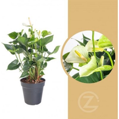 Toulitka, Anthurium Princess Alexia Snow, bílá, průměr květináče 12 - 15 cm – Zboží Dáma